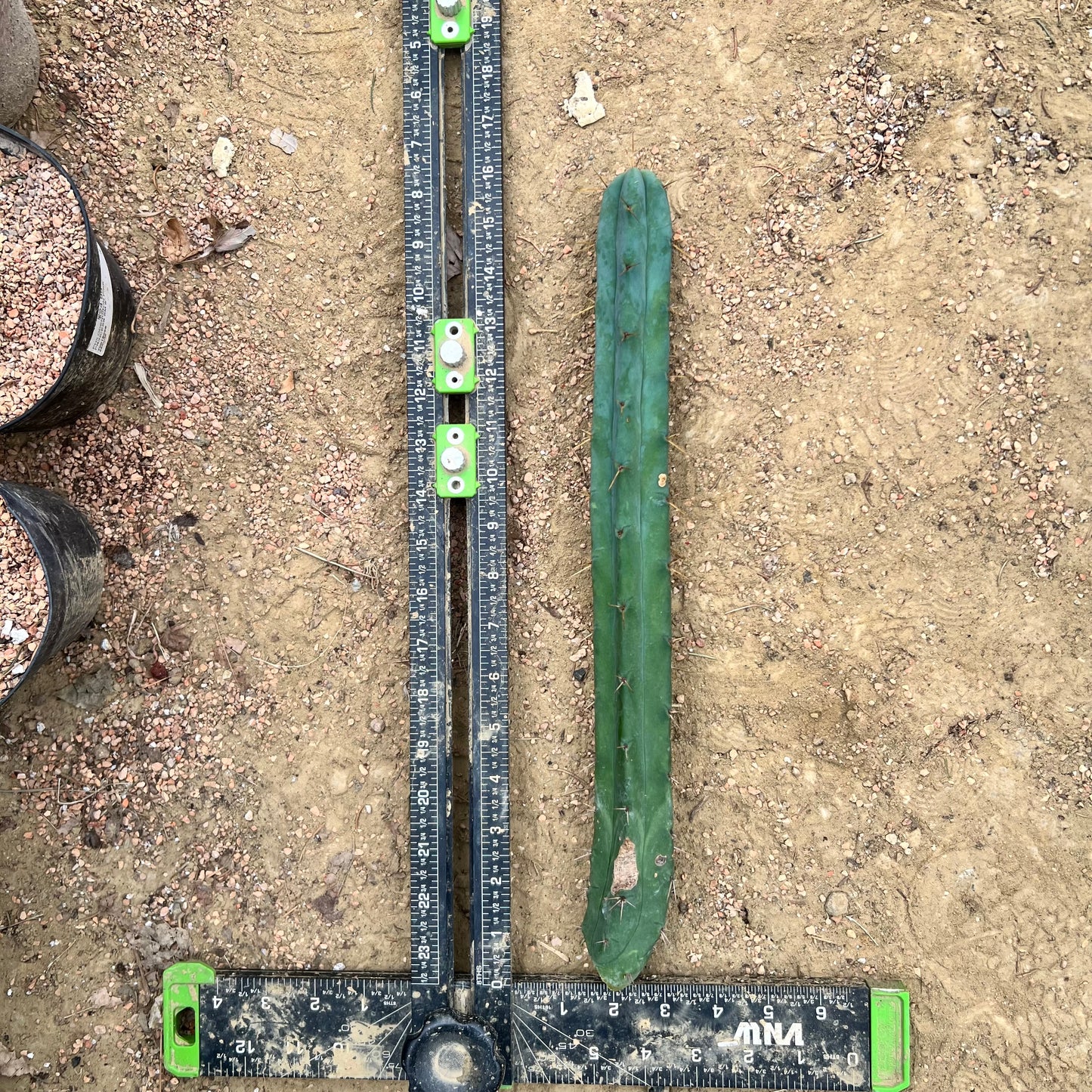 15” Misplant Mystery Mix ‘16-‘17 Seed Grown