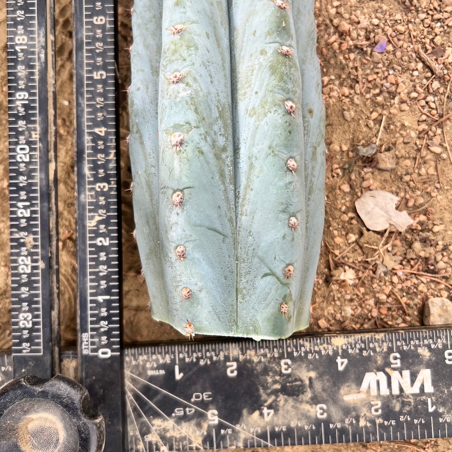 Althea 10.5” pristine Cactus Cut