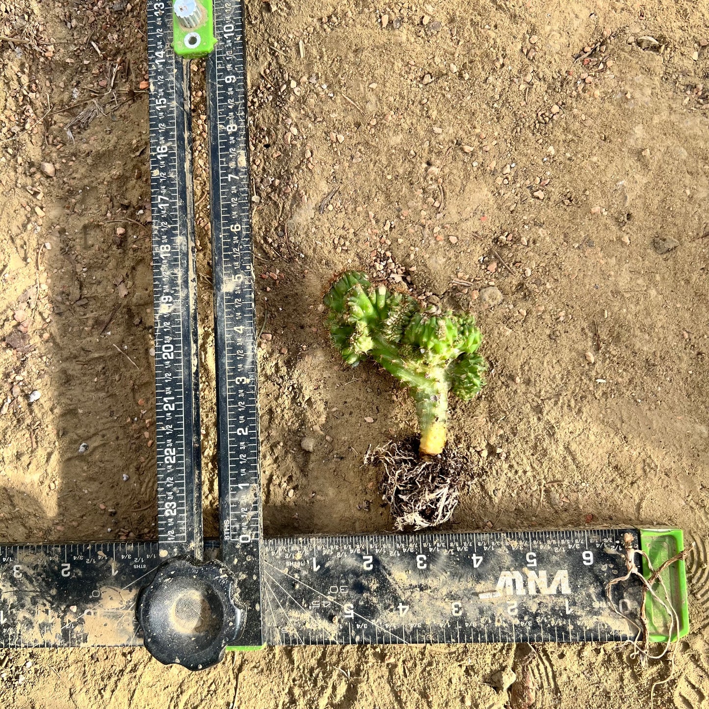 Olivia x Lumberjack Seed Grown Mutant (pachanoi x bridgessoid)