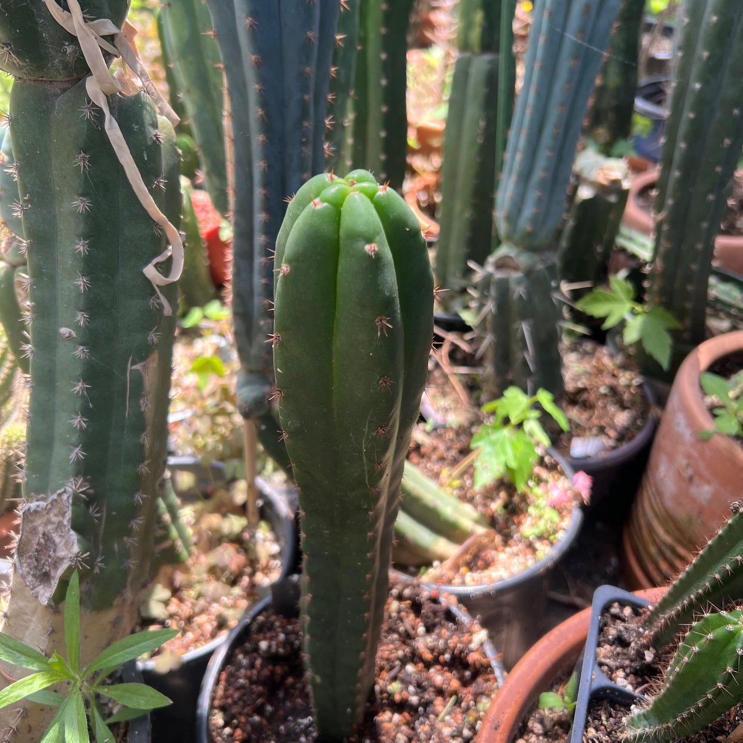 Huanucoensis x TPQC Seedlings