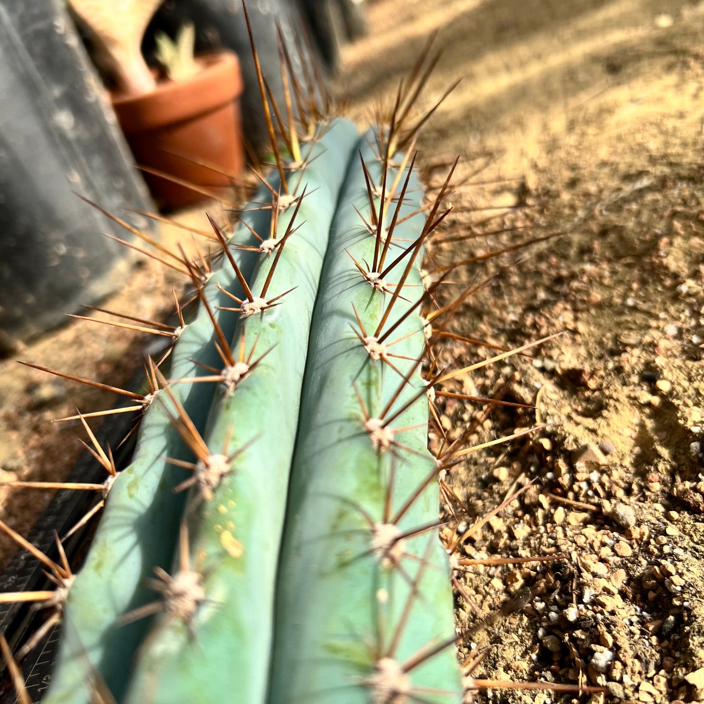 Absolutely Stunning 14” Seed Grown Misplant Mystery Mix ‘16-‘17