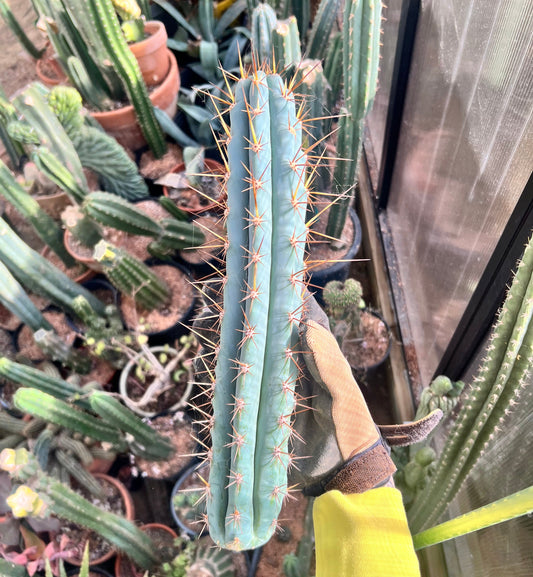 Absolutely Stunning 14” Seed Grown Misplant Mystery Mix ‘16-‘17