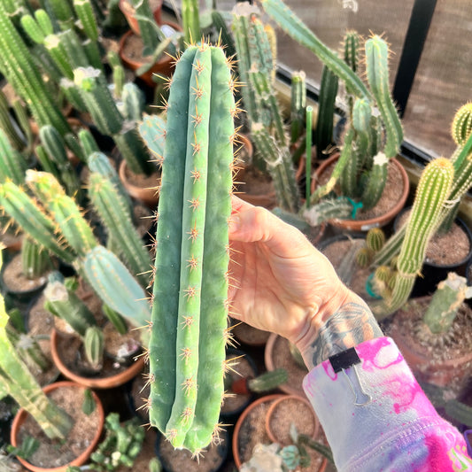 Huanucoensus type “Huan Depot” clone 10.5”