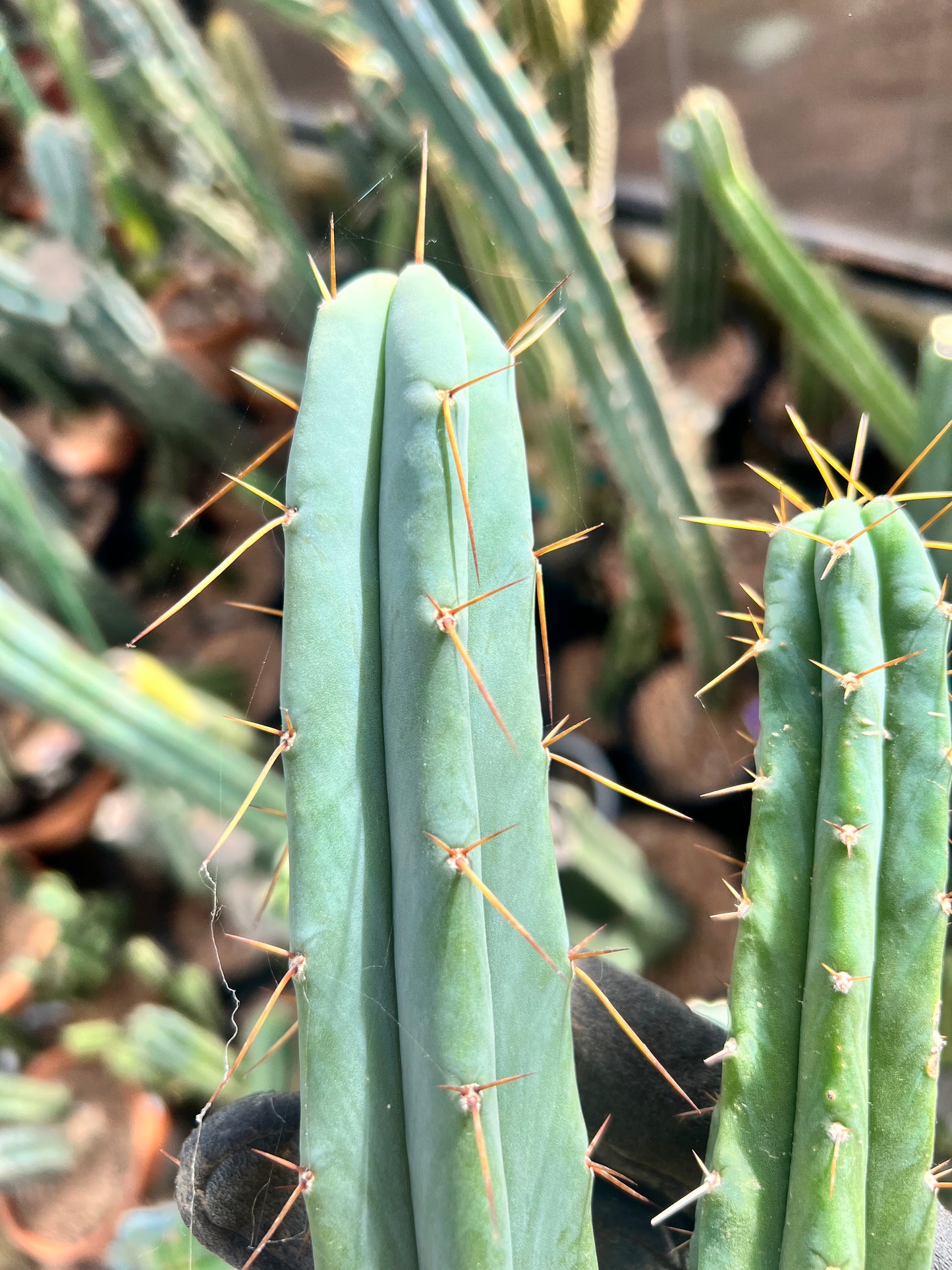 TBMA x Psycho0 Seed Grown Cut Bundle. 9” and 12”