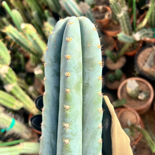 Althea 10.5” pristine Cactus Cut