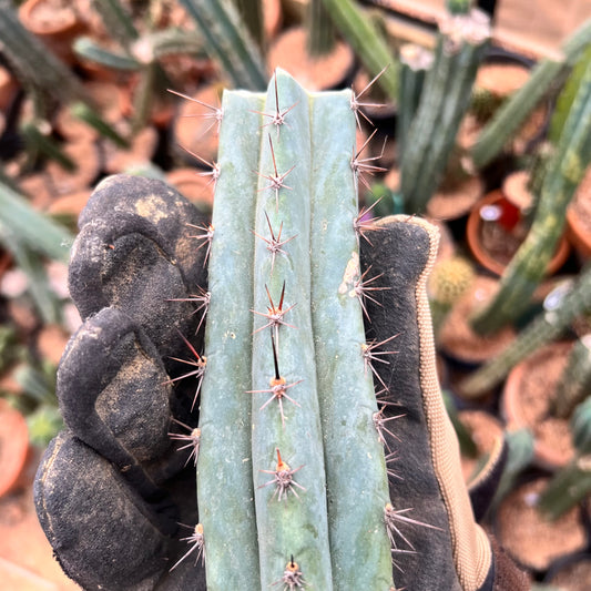 6” Roseii 2 Clone Mid