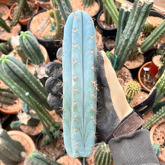 Frosty 10” Peru Mills OP