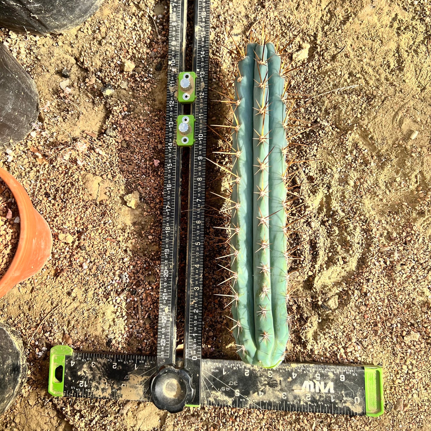 Absolutely Stunning 14” Seed Grown Misplant Mystery Mix ‘16-‘17