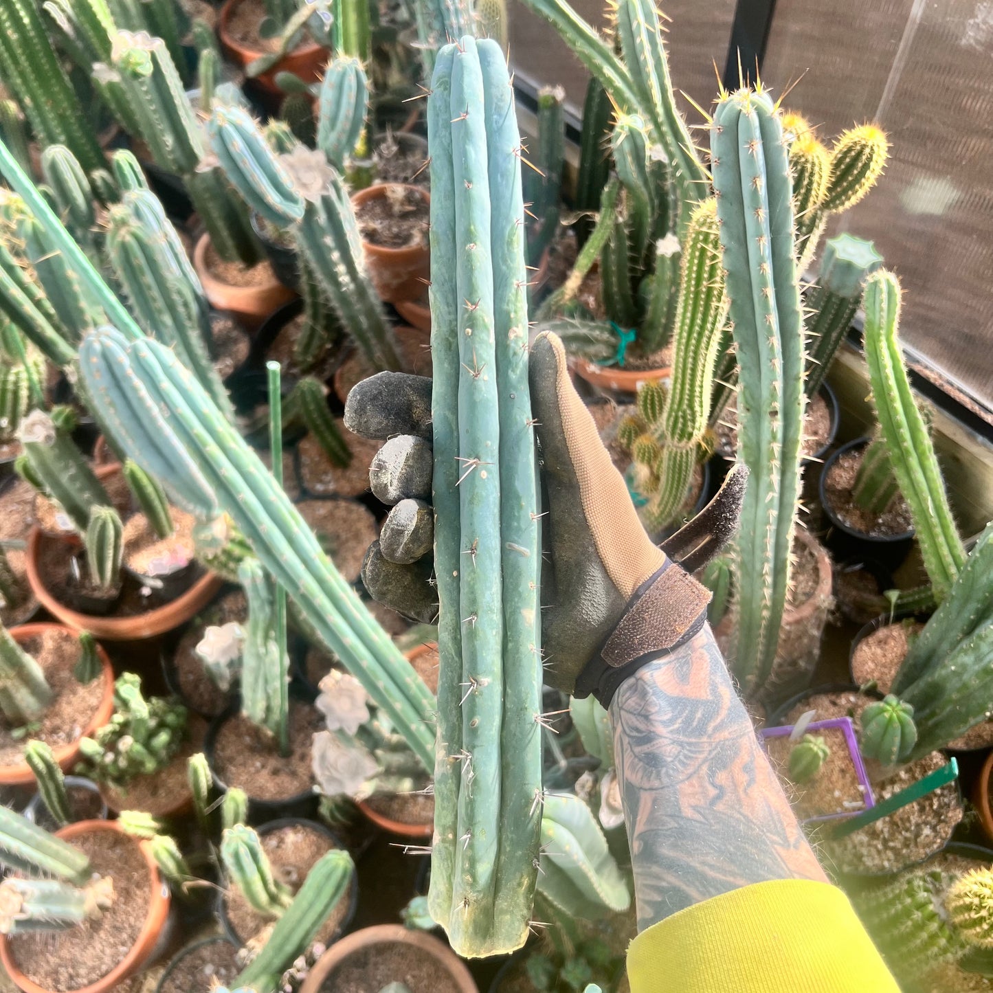 Conker King CV. 16” FUNKY Bridge