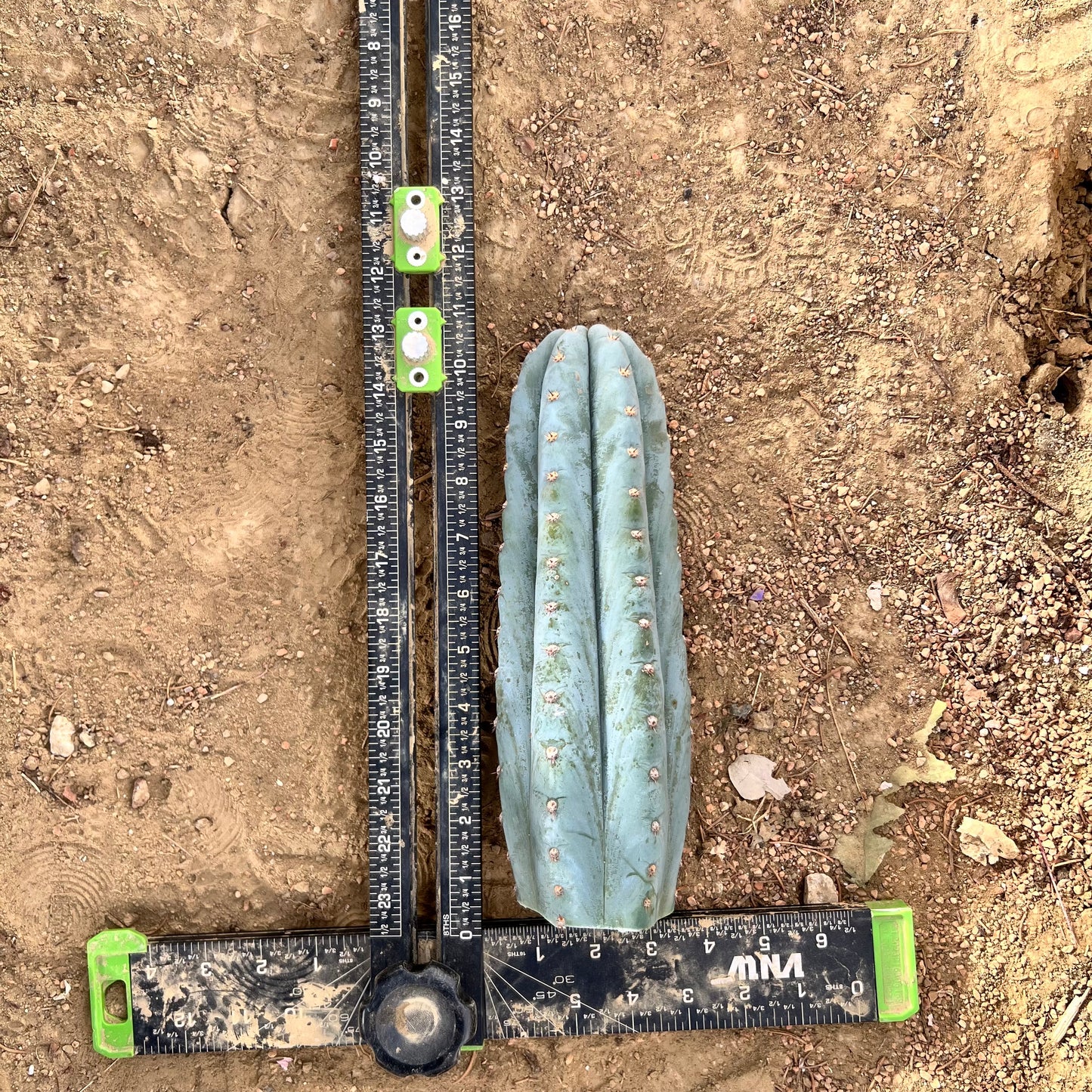 Althea 10.5” pristine Cactus Cut