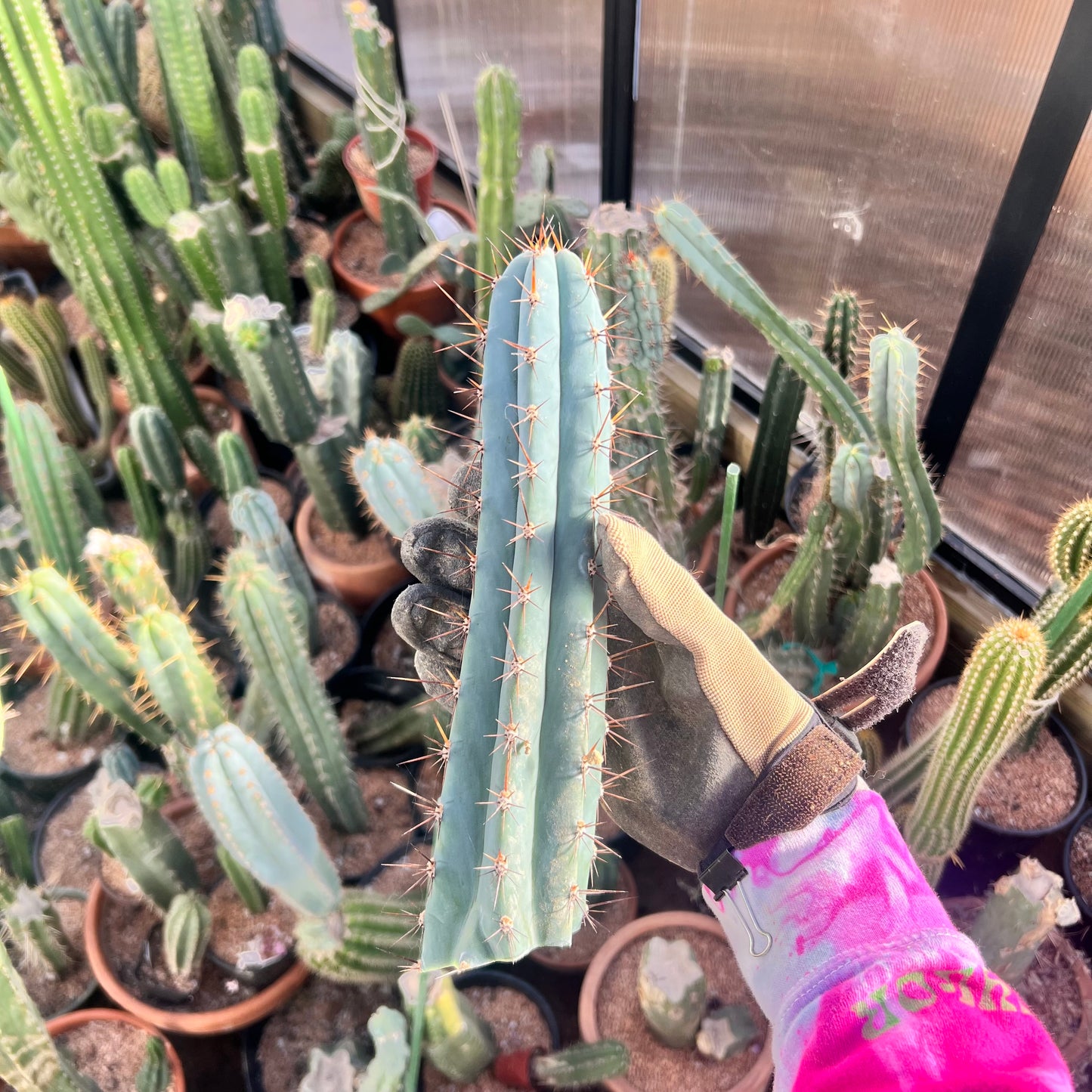 Cactus cut Roseii 2 10.5” beauty