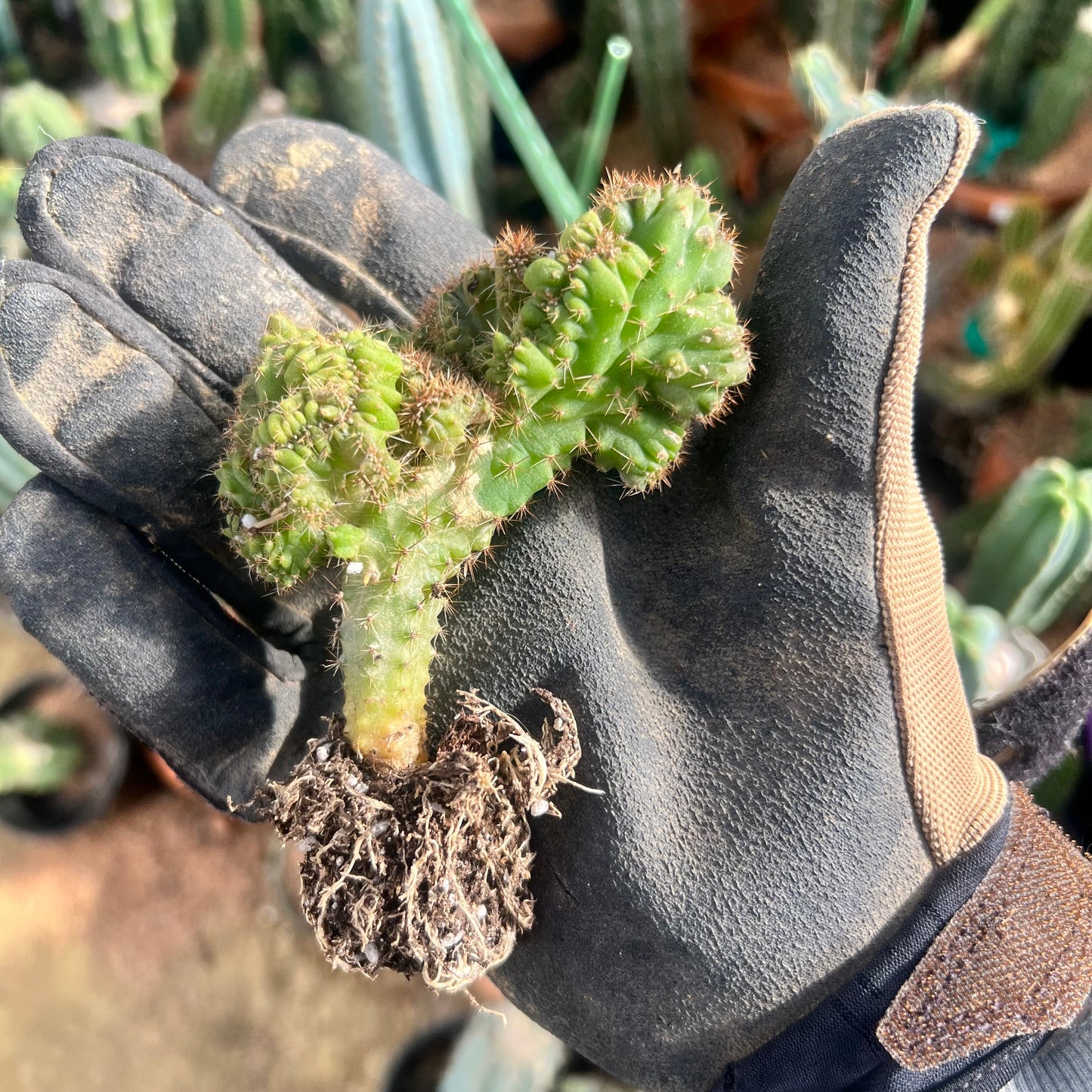 Olivia x Lumberjack Seed Grown Mutant (pachanoi x bridgessoid)