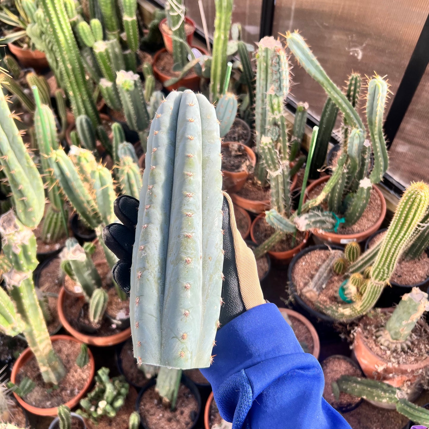 Althea 10.5” pristine Cactus Cut