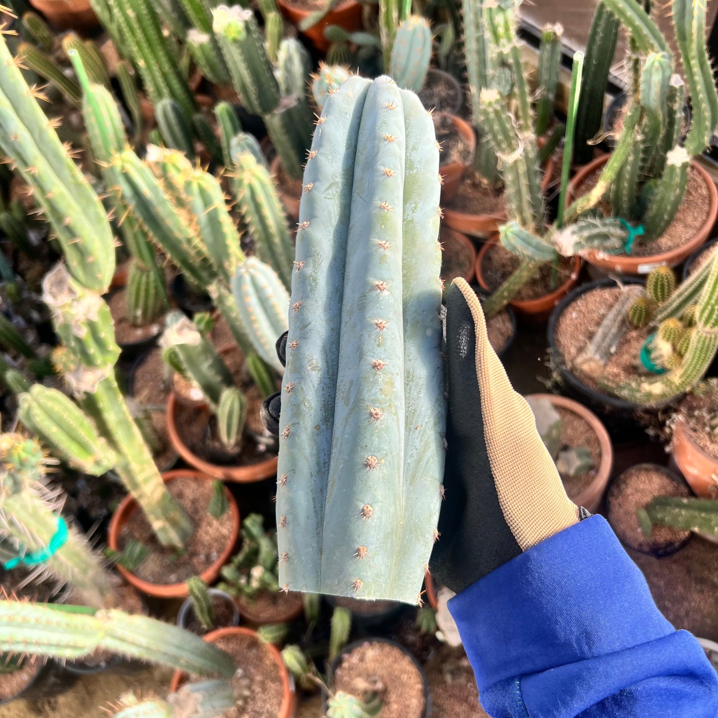 Althea 10.5” pristine Cactus Cut