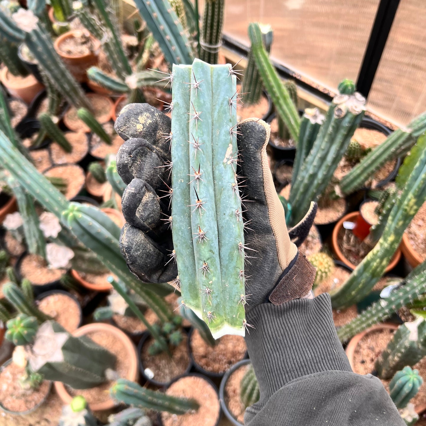 6” Roseii 2 Clone Mid