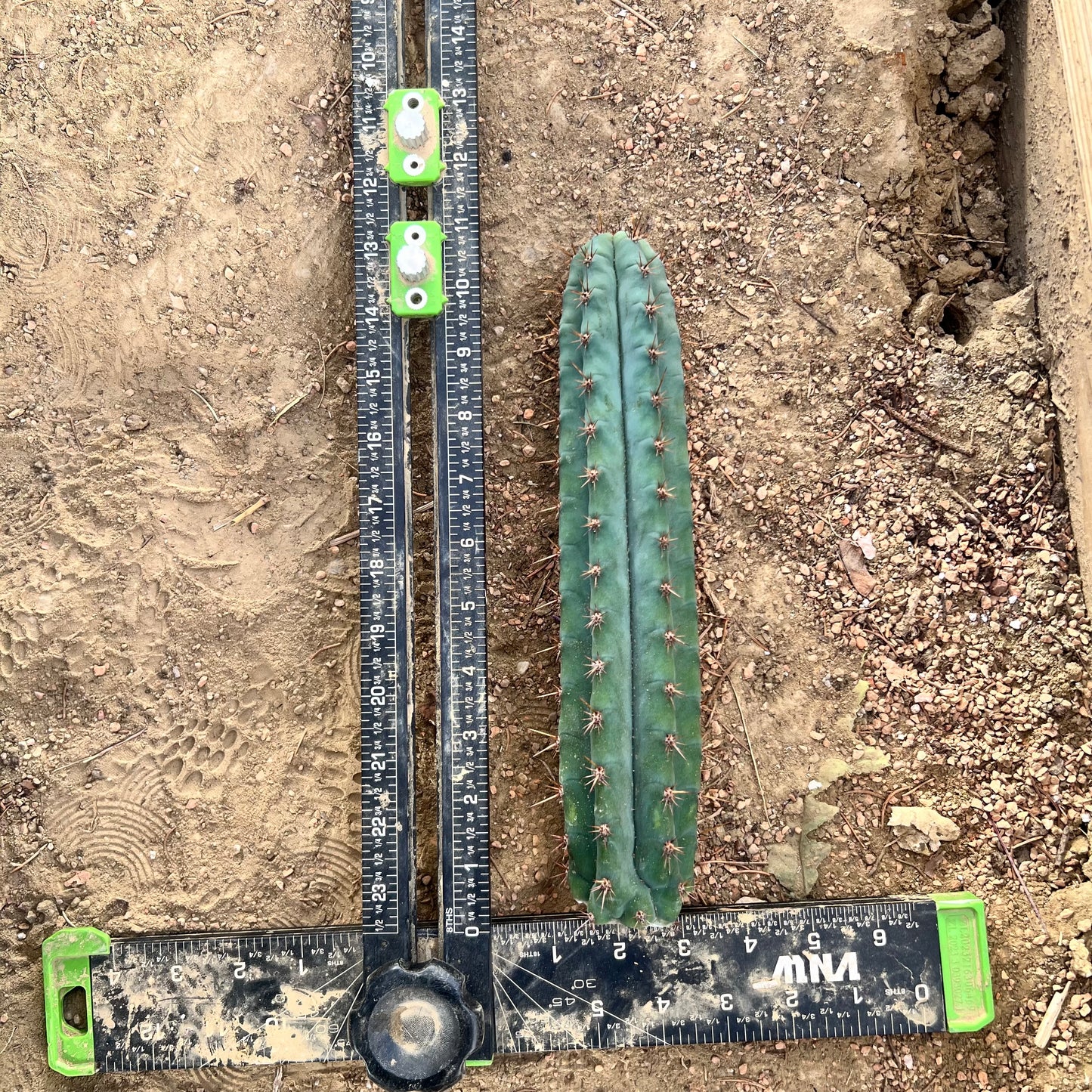 Huanucoensus type “Huan Depot” clone 10.5”