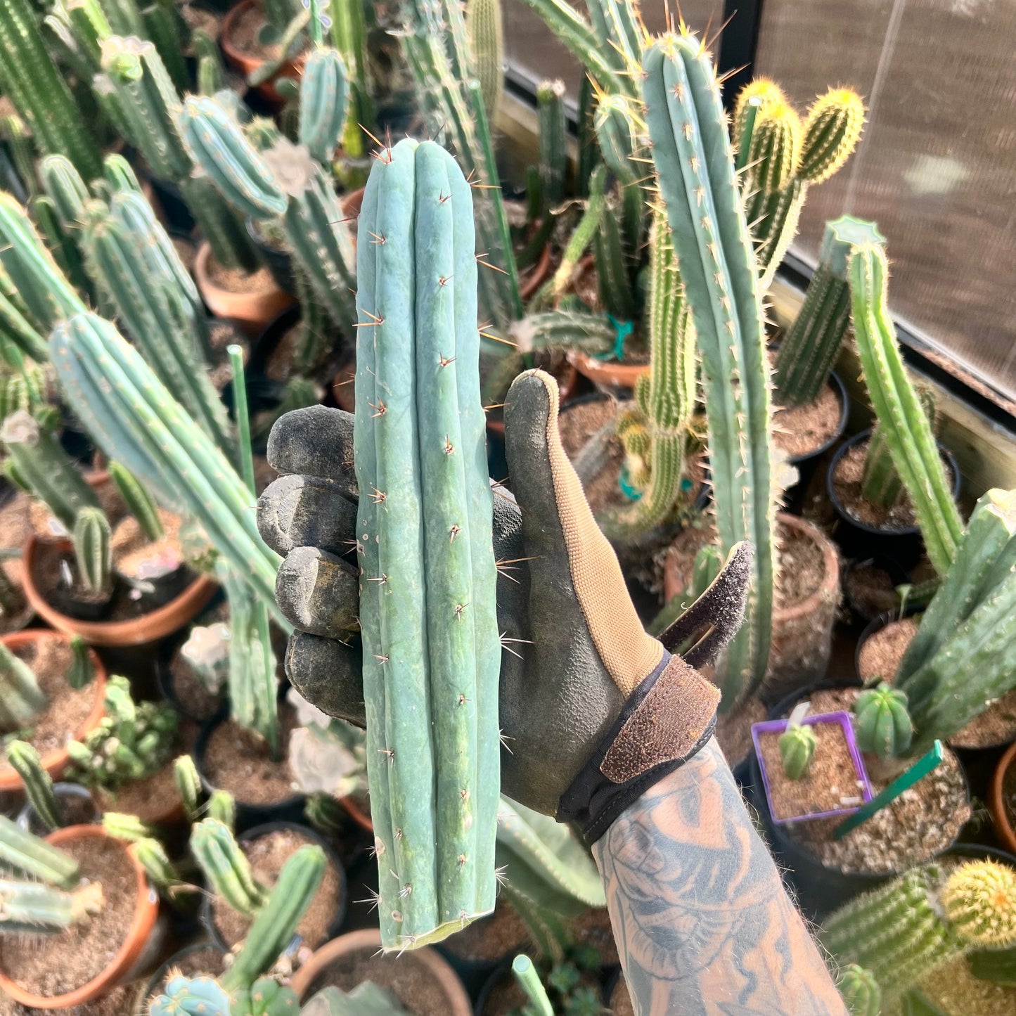 Conker King CV. 11” FUNKY Bridge