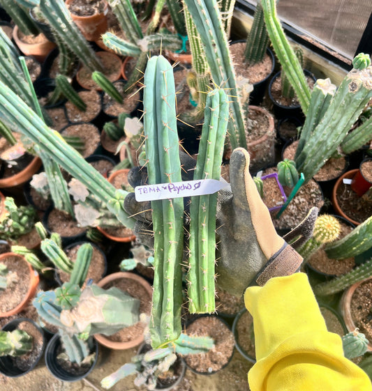 TBMA x Psycho0 Seed Grown Cut Bundle. 9” and 12”