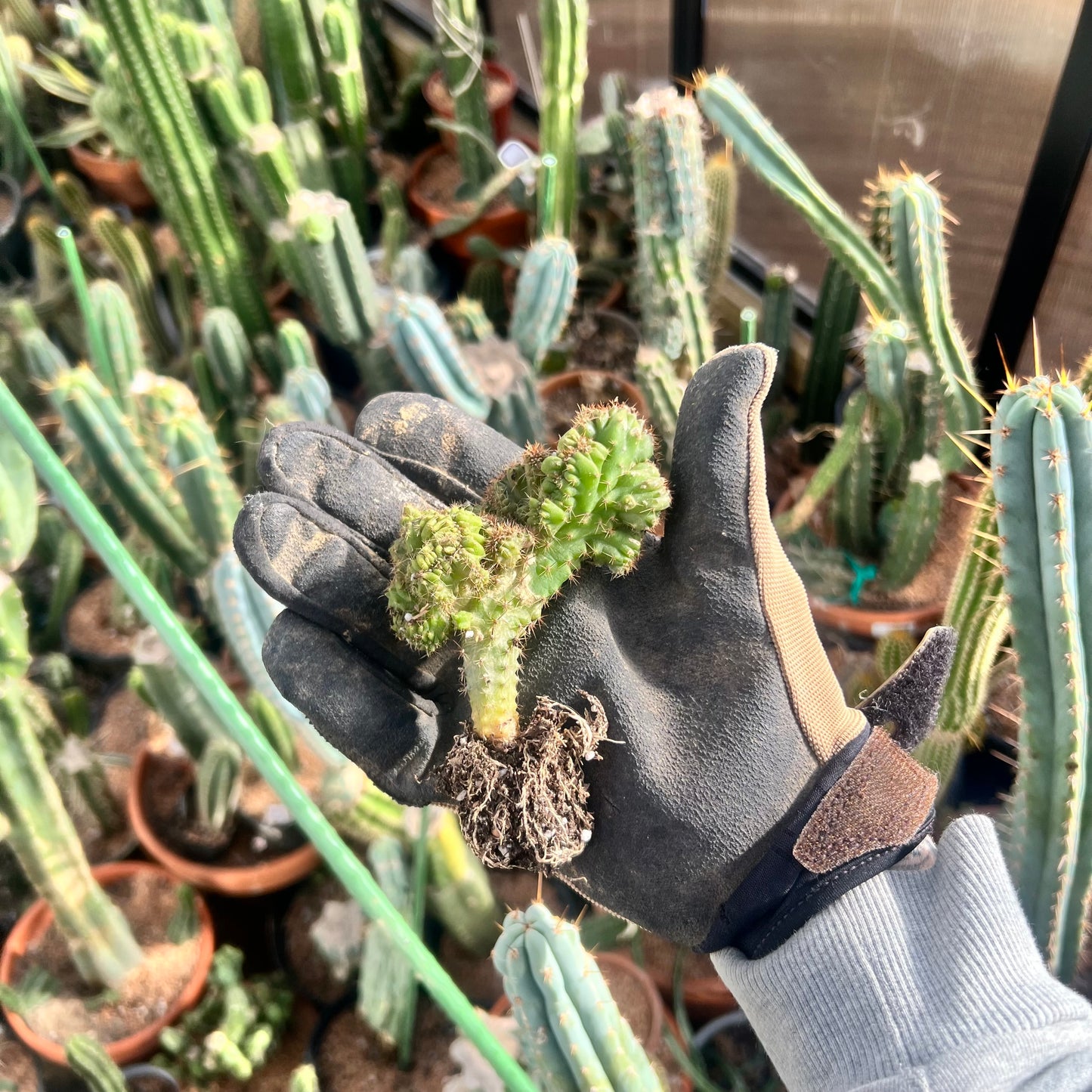 Olivia x Lumberjack Seed Grown Mutant (pachanoi x bridgessoid)