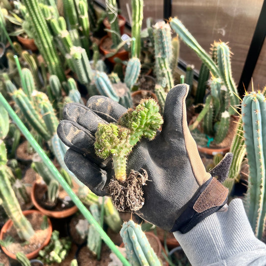 Olivia x Lumberjack Seed Grown Mutant (pachanoi x bridgessoid)