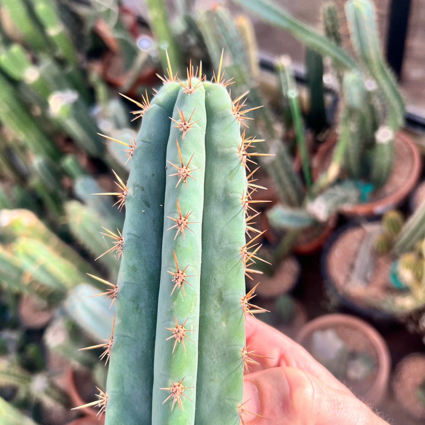 Huanucoensus type “Huan Depot” clone 10.5”