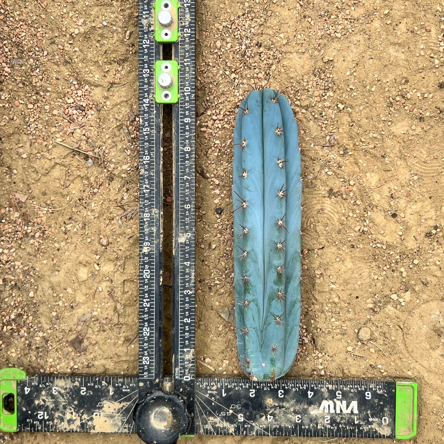 Frosty 10” Peru Mills OP