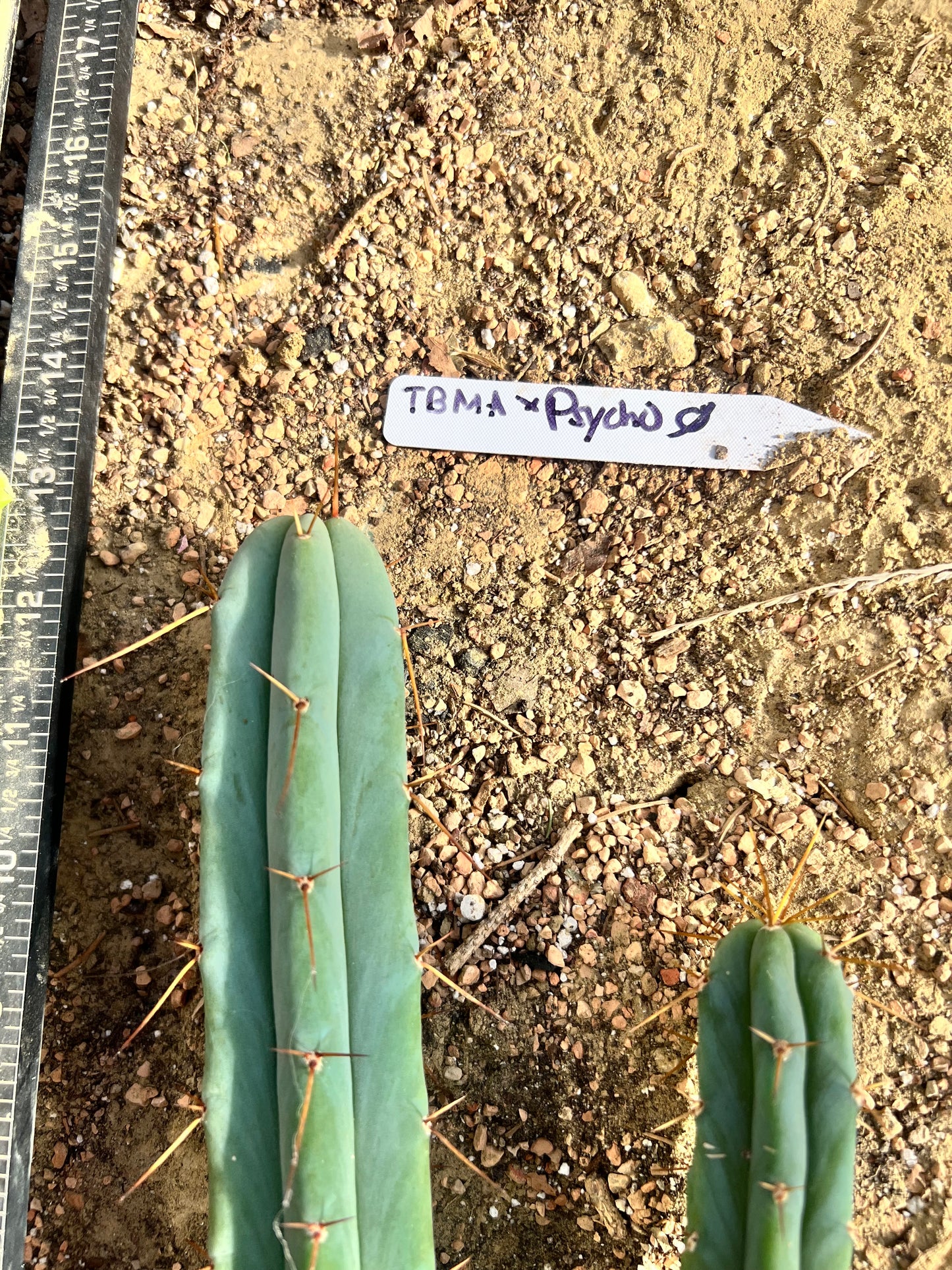 TBMA x Psycho0 Seed Grown Cut Bundle. 9” and 12”