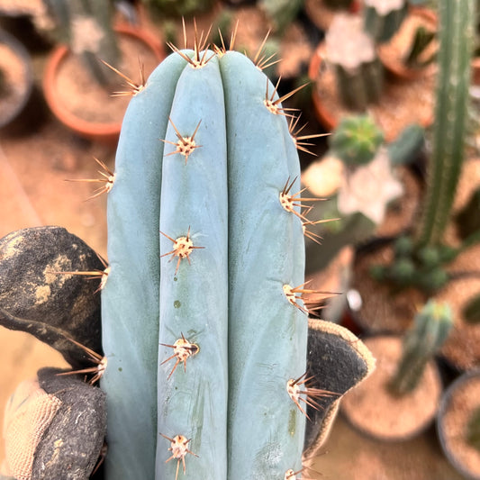 Frosty 10” Peru Mills OP