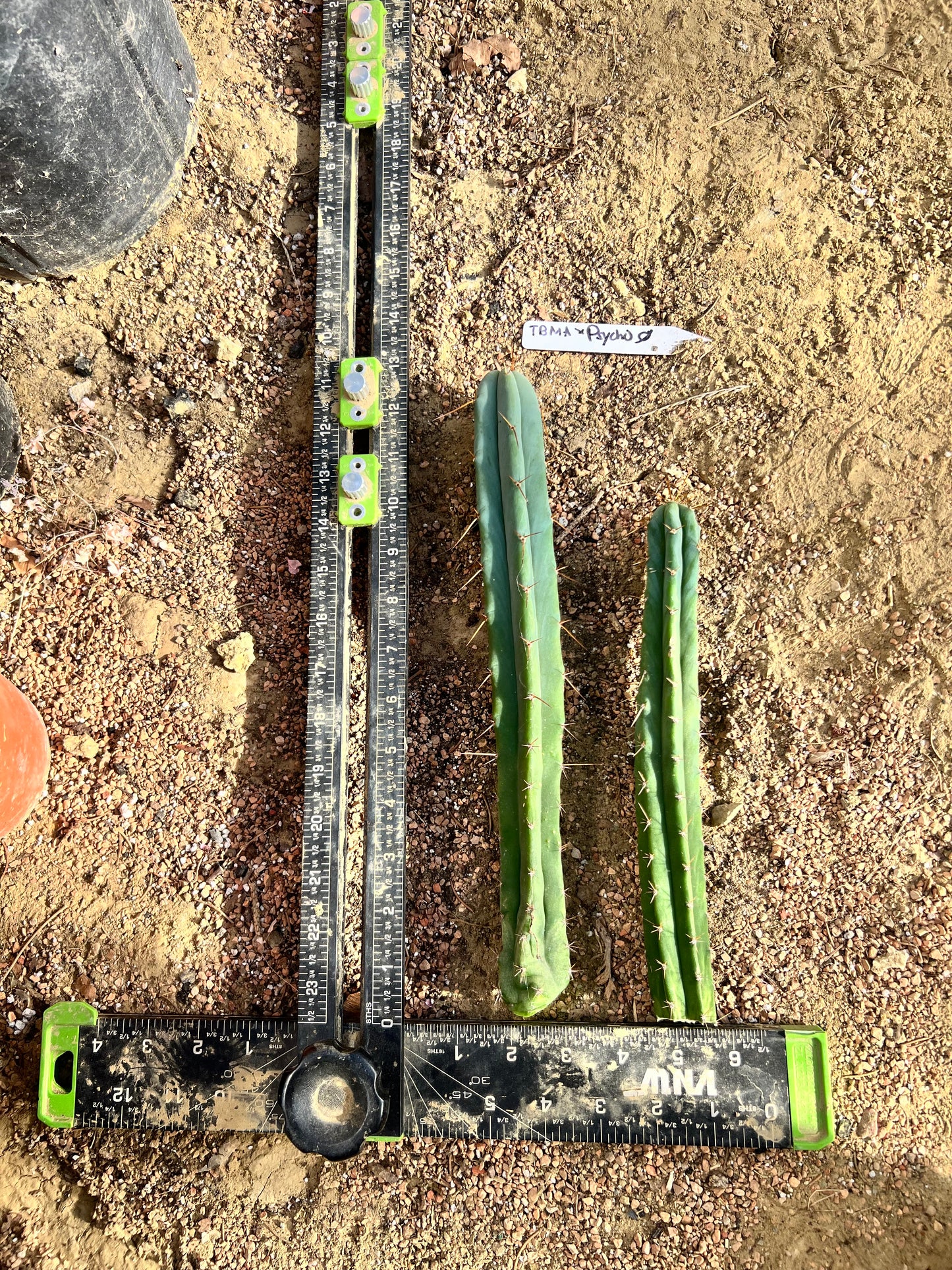 TBMA x Psycho0 Seed Grown Cut Bundle. 9” and 12”