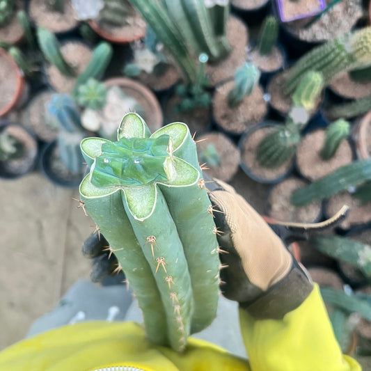 Big Ole Glorp Graft