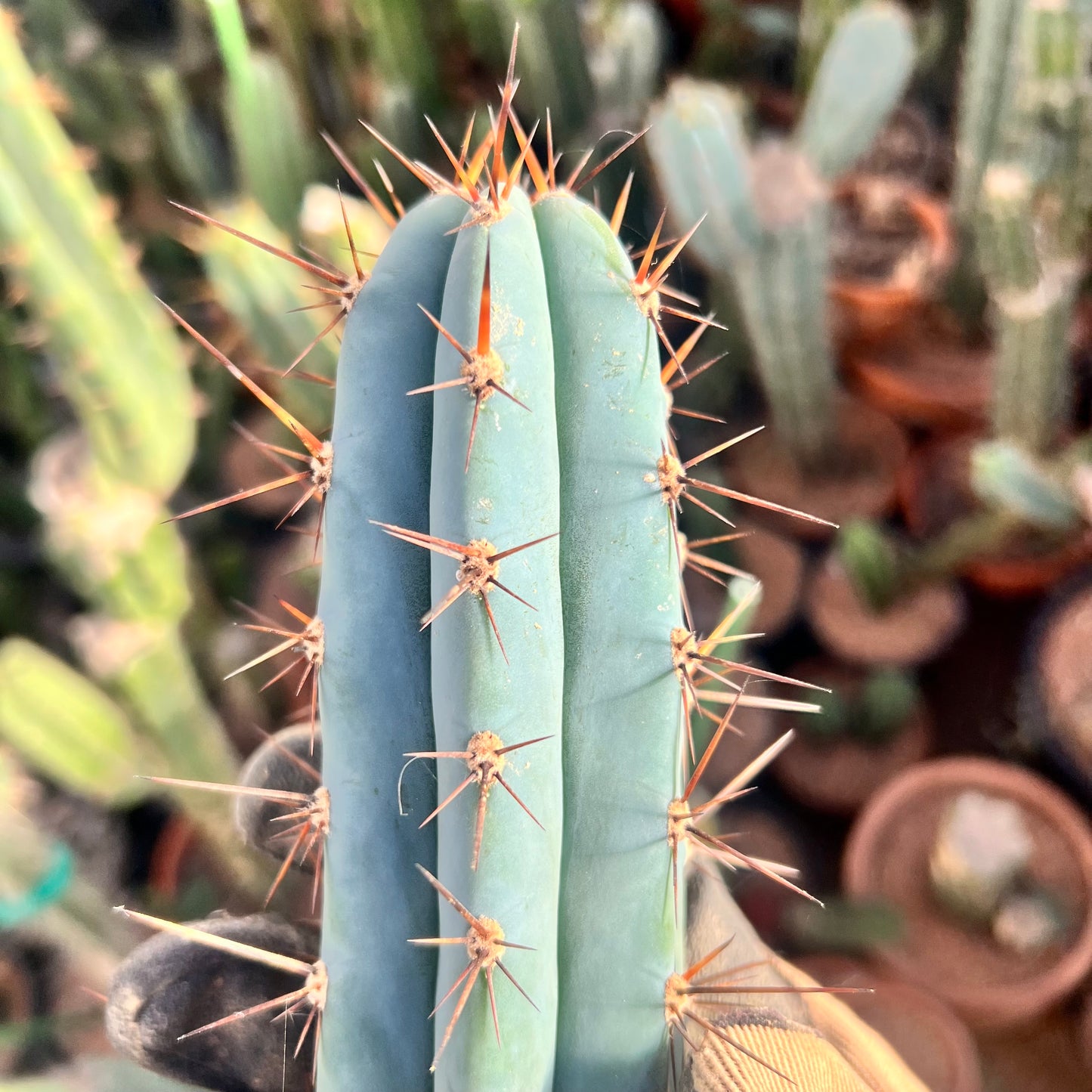 Cactus cut Roseii 2 10.5” beauty