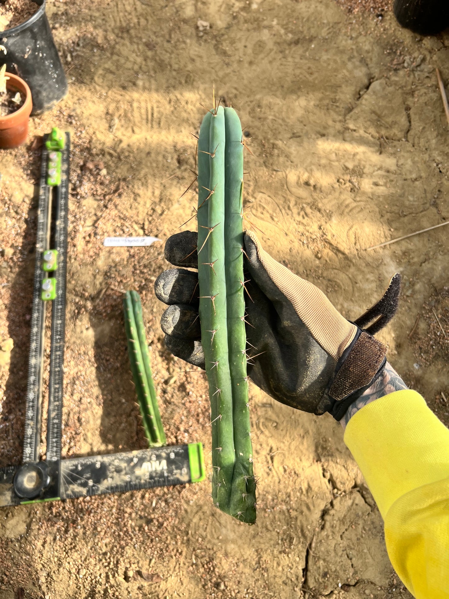 TBMA x Psycho0 Seed Grown Cut Bundle. 9” and 12”