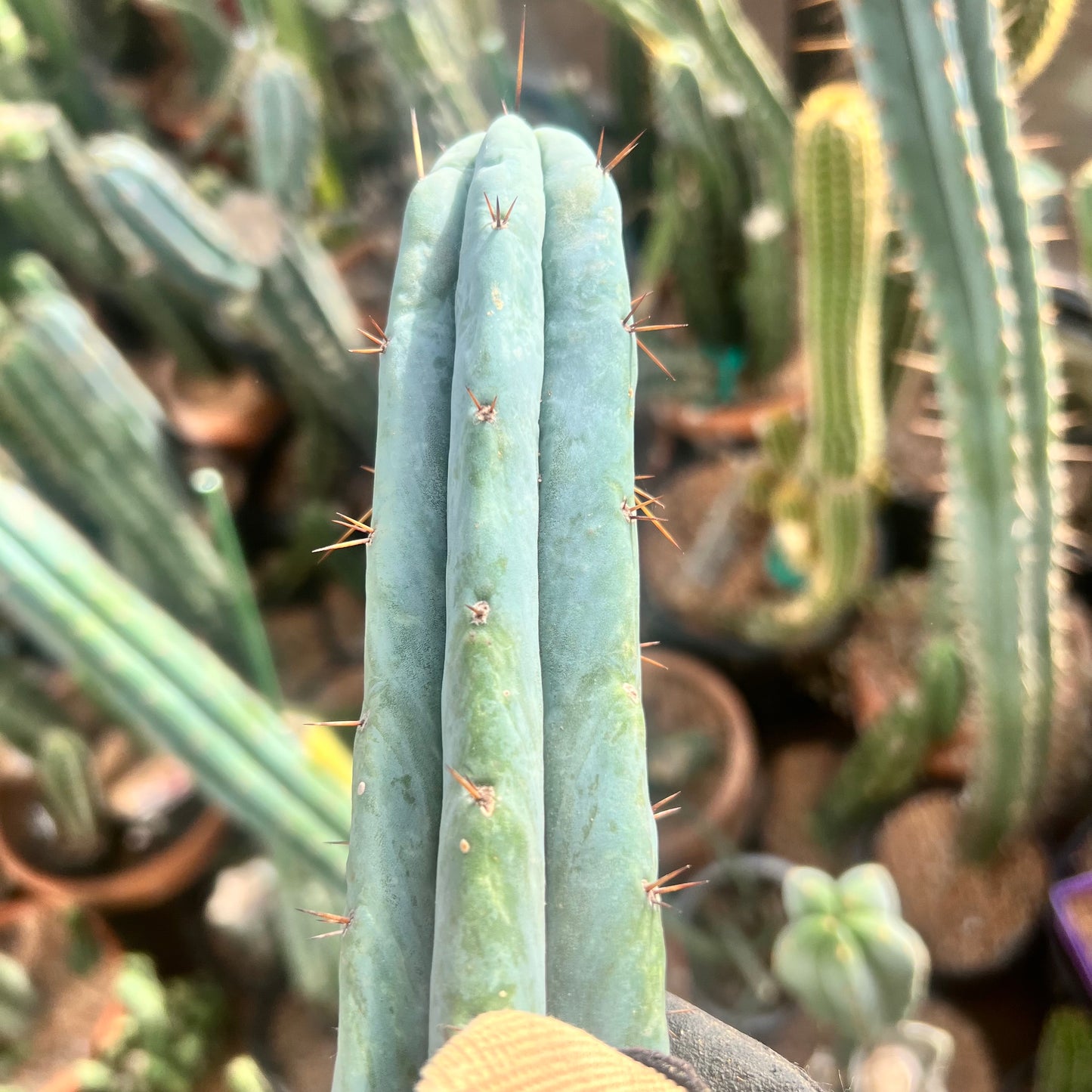 Conker King CV. 16” FUNKY Bridge