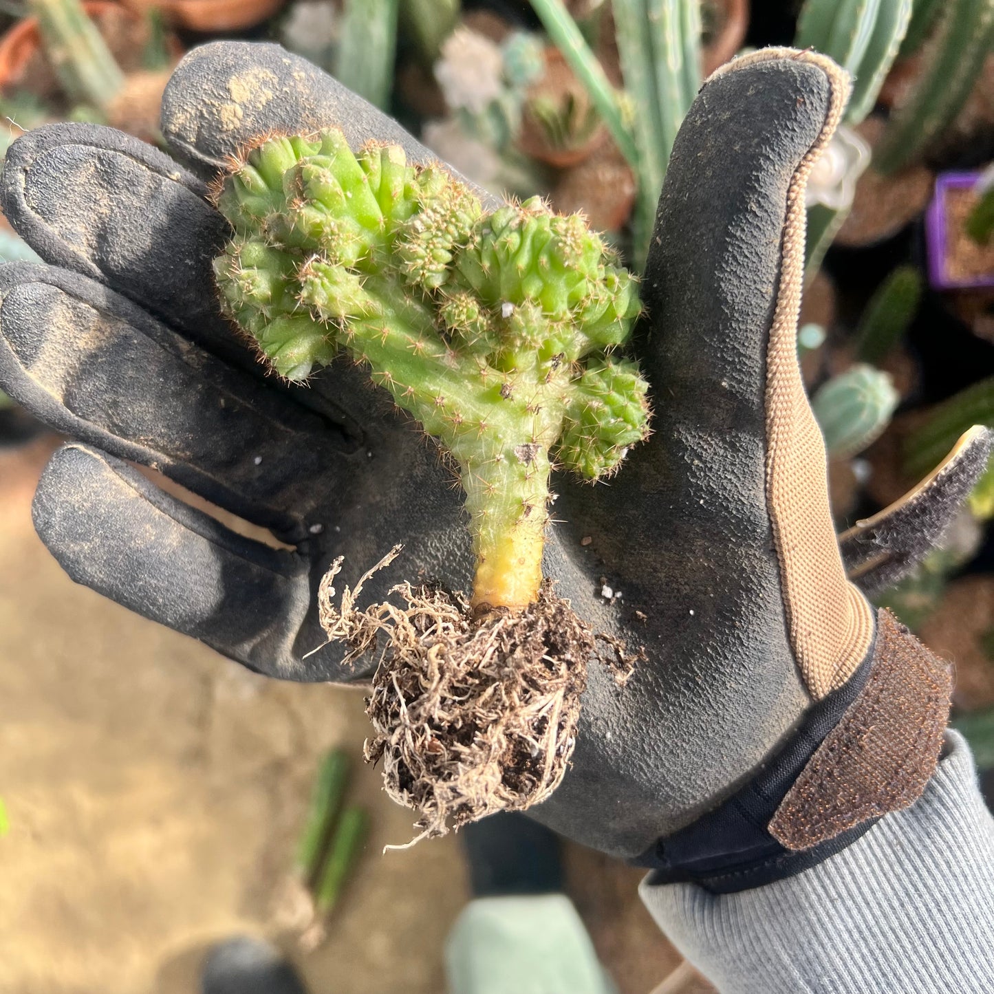 Olivia x Lumberjack Seed Grown Mutant (pachanoi x bridgessoid)