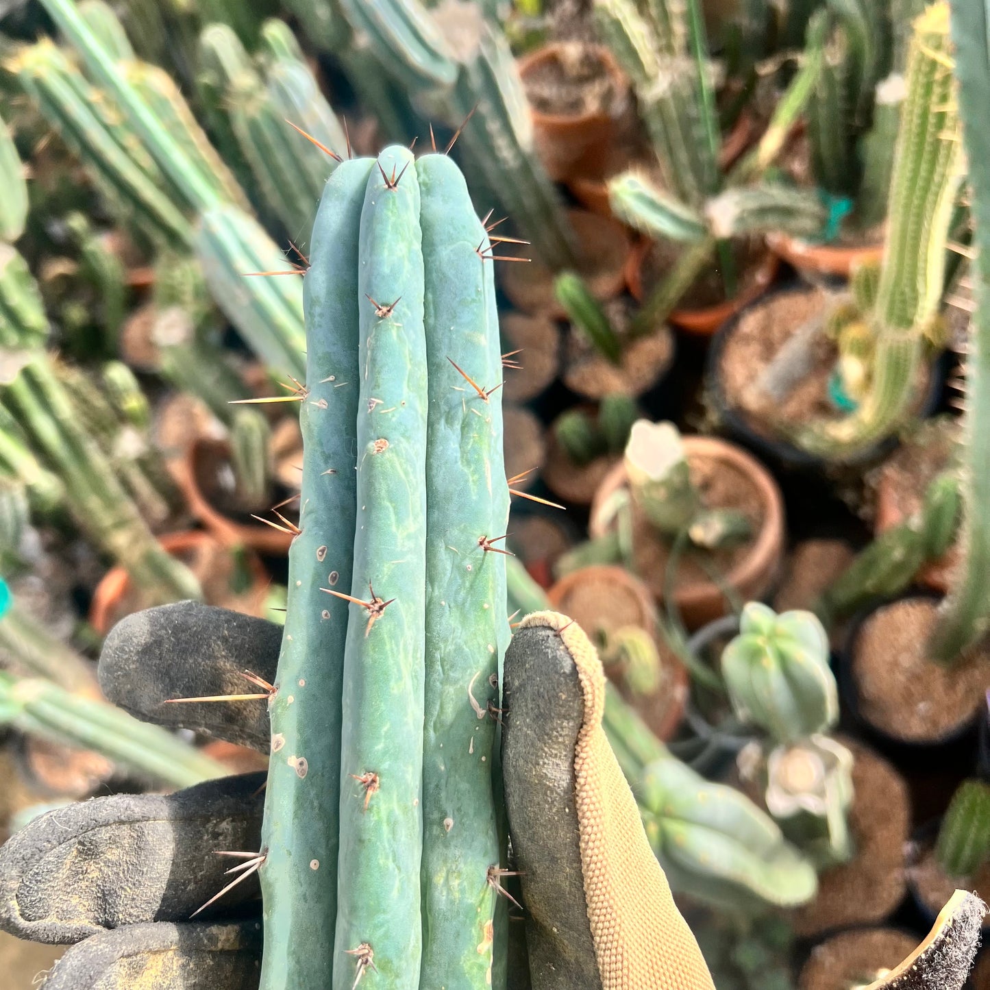 Conker King CV. 11” FUNKY Bridge