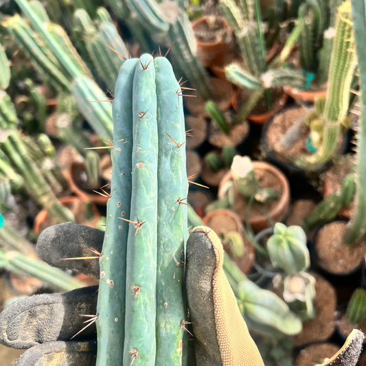 Conker King CV. 11” FUNKY Bridge