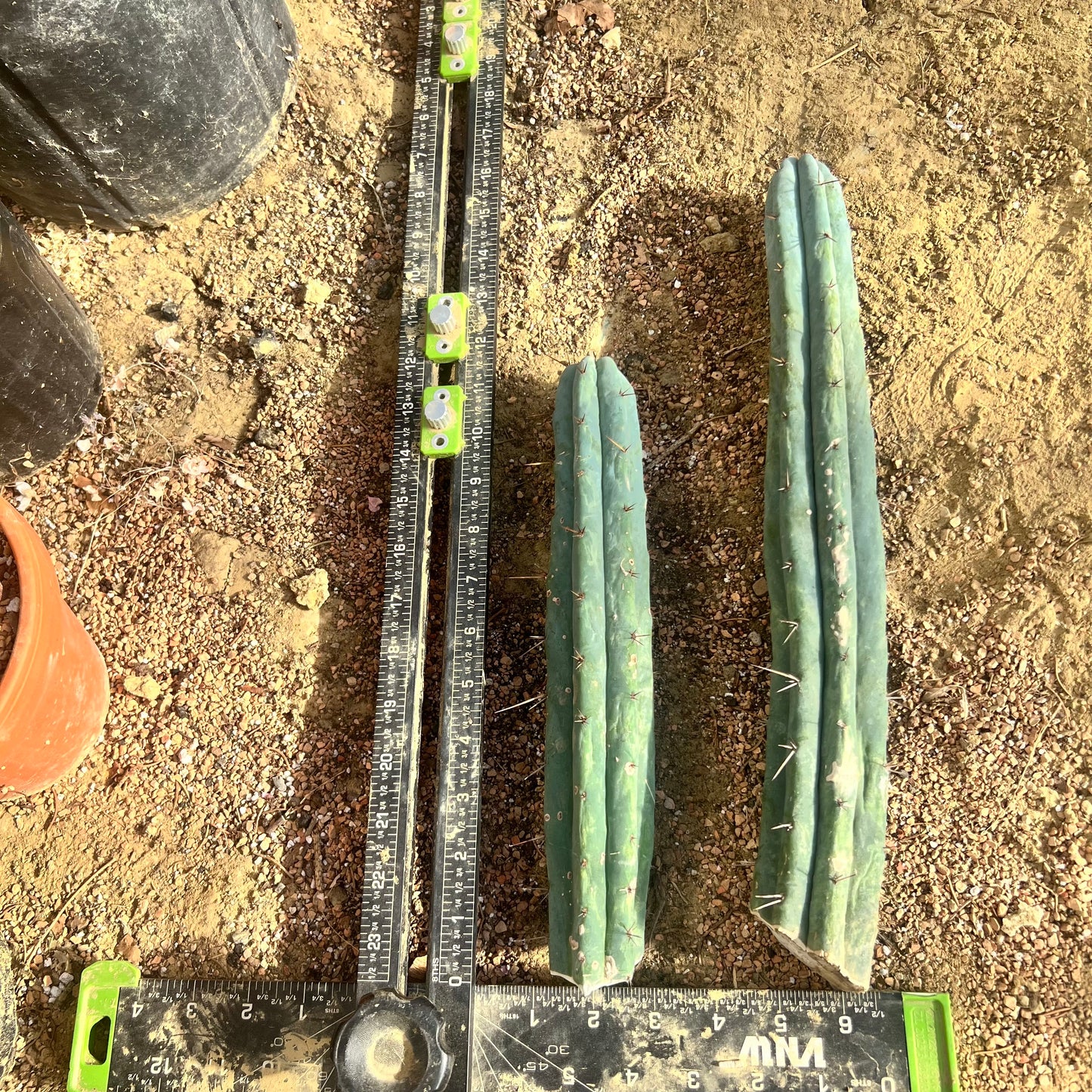 Conker King CV. 16” FUNKY Bridge