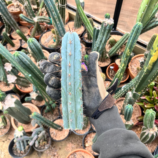 9” Roseii 2 clone AUS Import