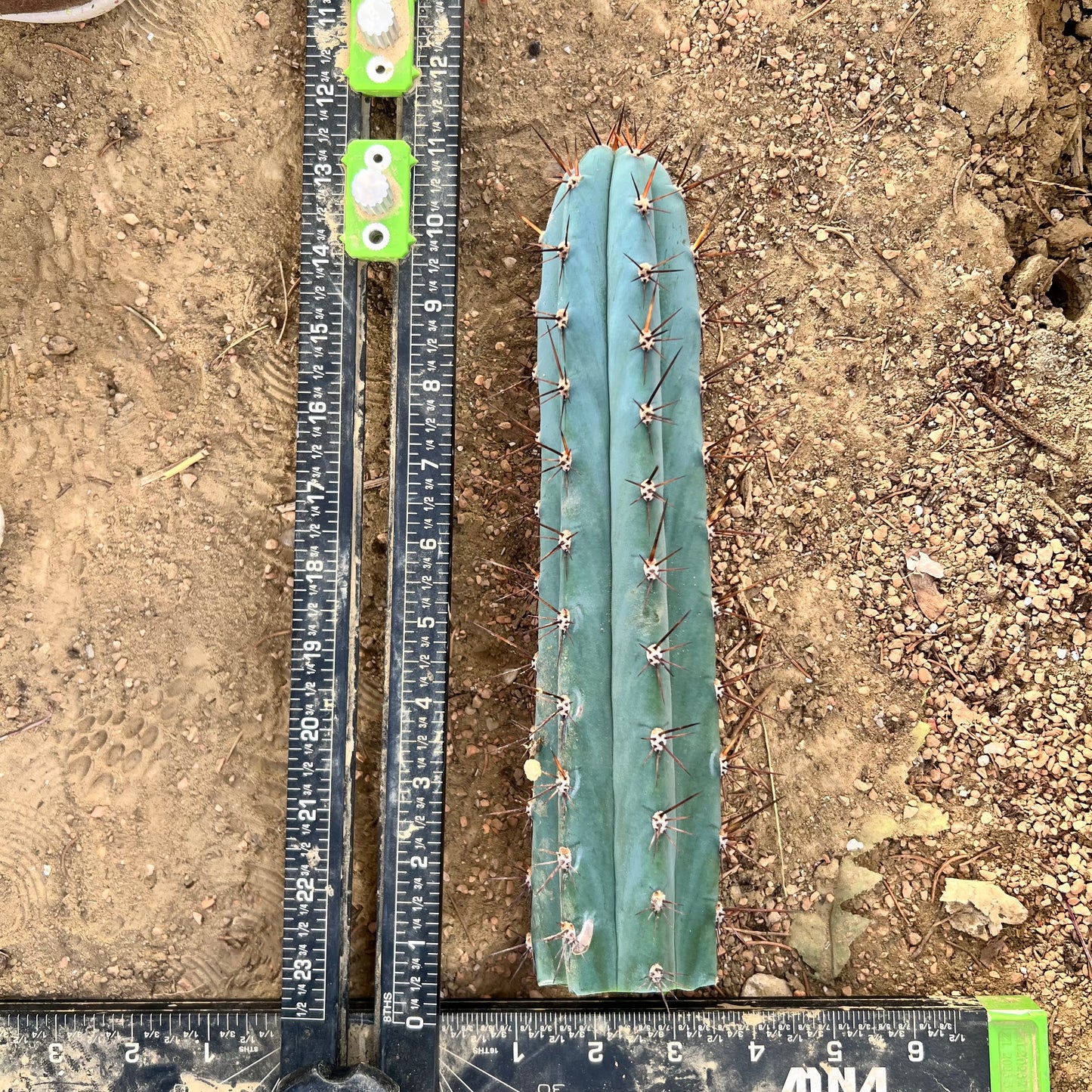 Cactus cut Roseii 2 10.5” beauty