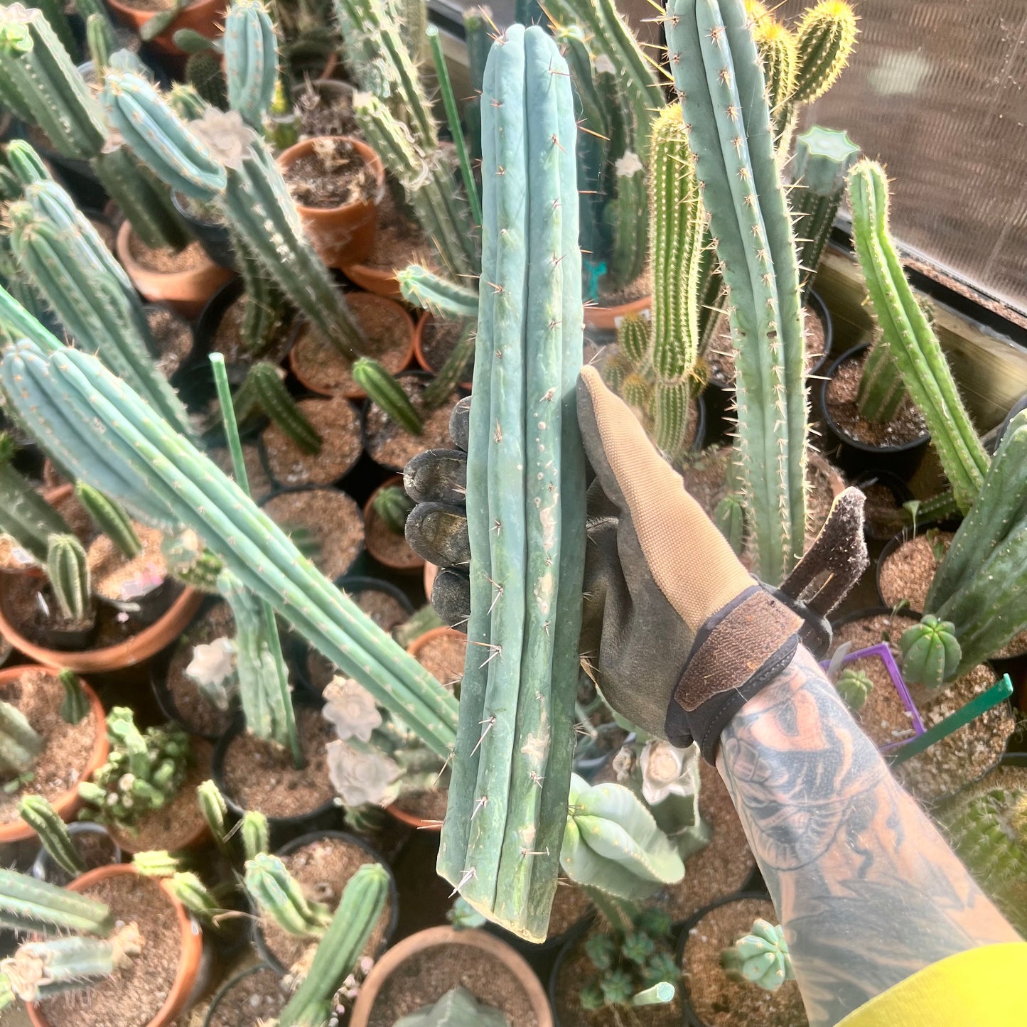 Conker King CV. 16” FUNKY Bridge