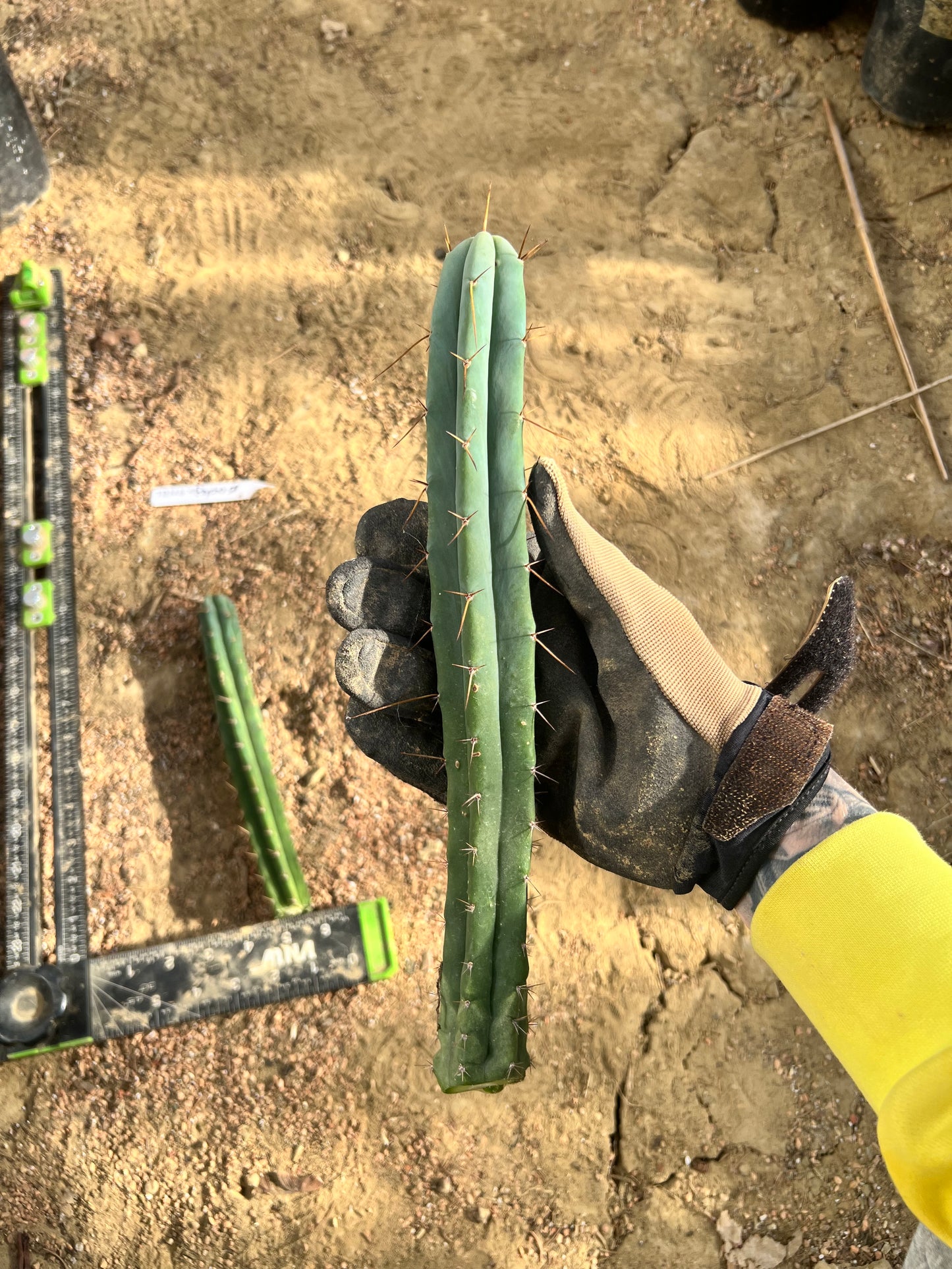 TBMA x Psycho0 Seed Grown Cut Bundle. 9” and 12”