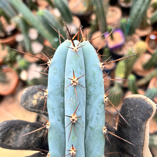 9” Roseii 2 clone AUS Import