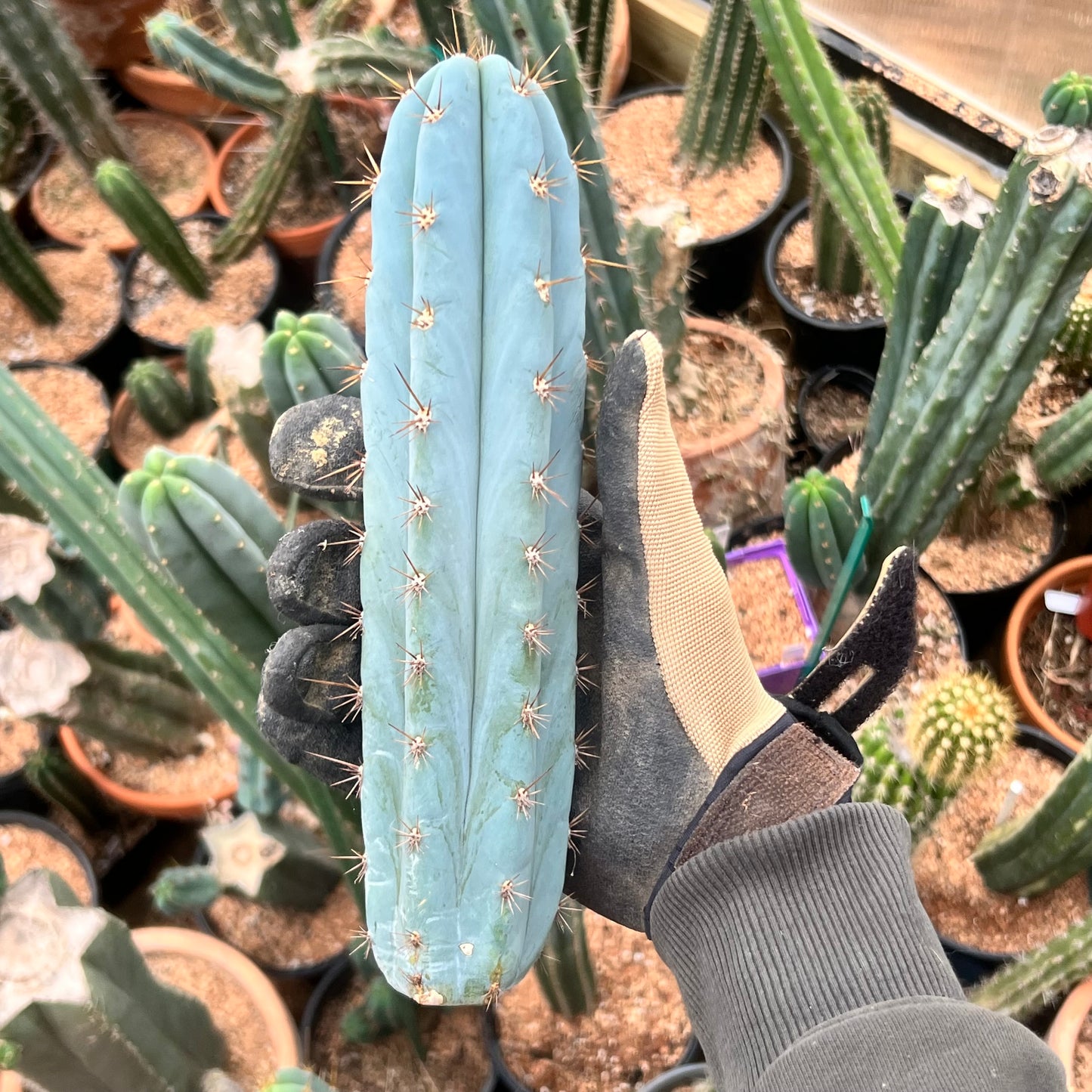 Frosty 10” Peru Mills OP