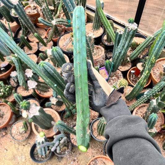 15” Misplant Mystery Mix ‘16-‘17 Seed Grown