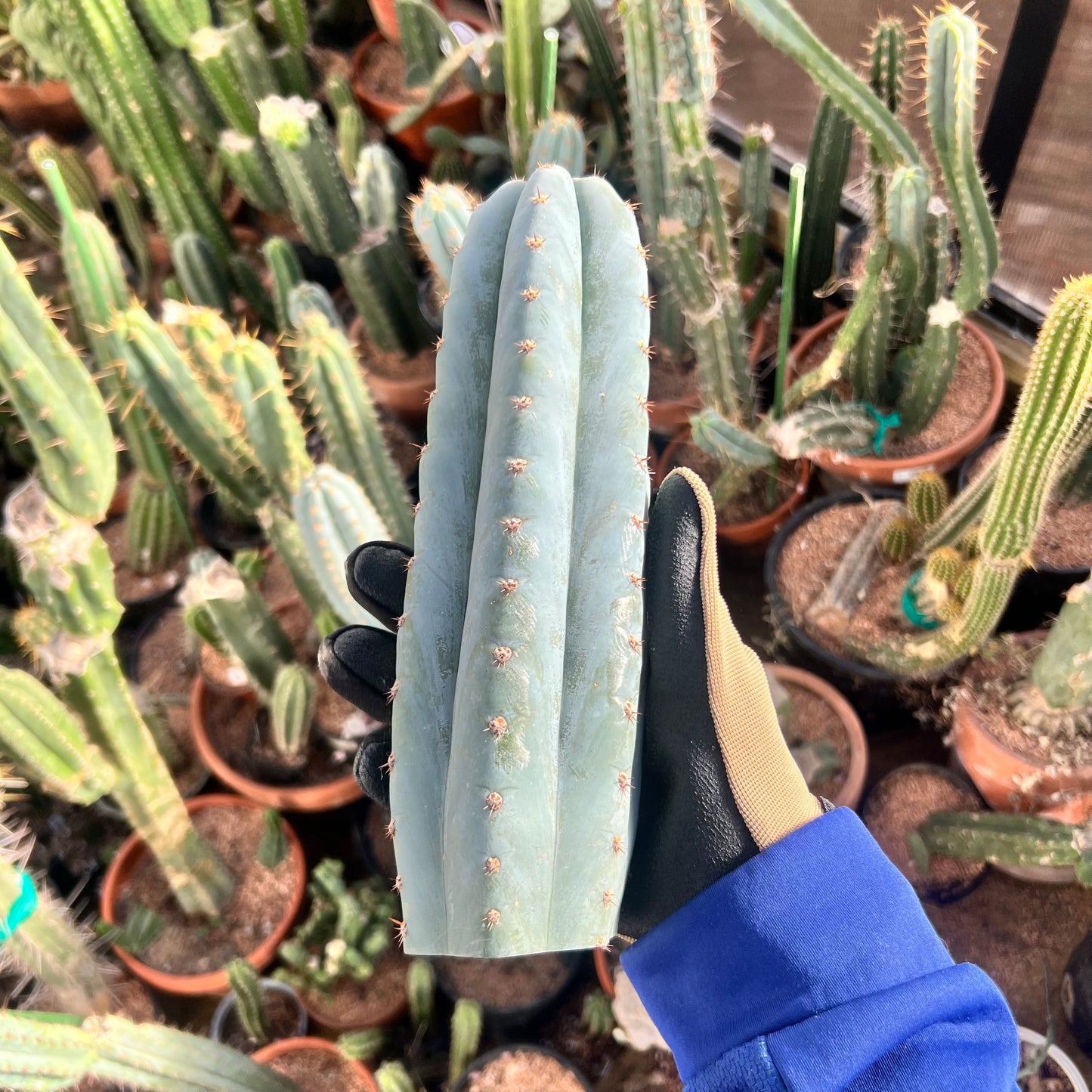 Althea 10.5” pristine Cactus Cut